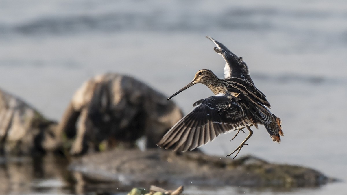 Common Snipe - ML120870141