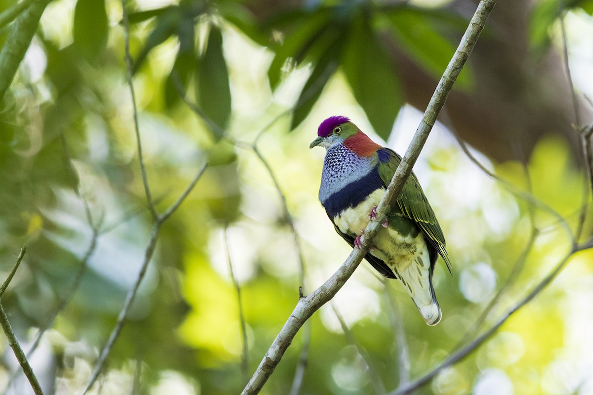 Superb Fruit-Dove - Laurie Ross | Tracks Birding & Photography Tours