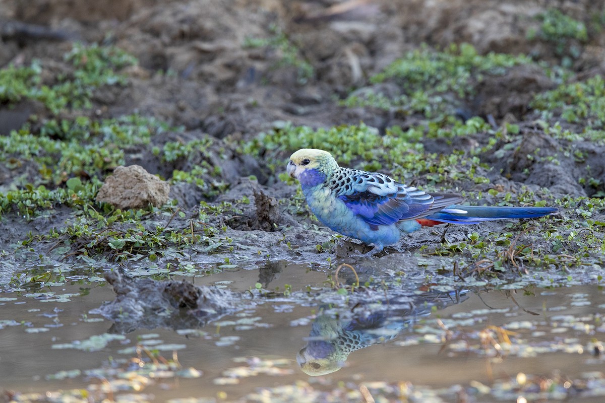 ホオアオサメクサインコ - ML120871101