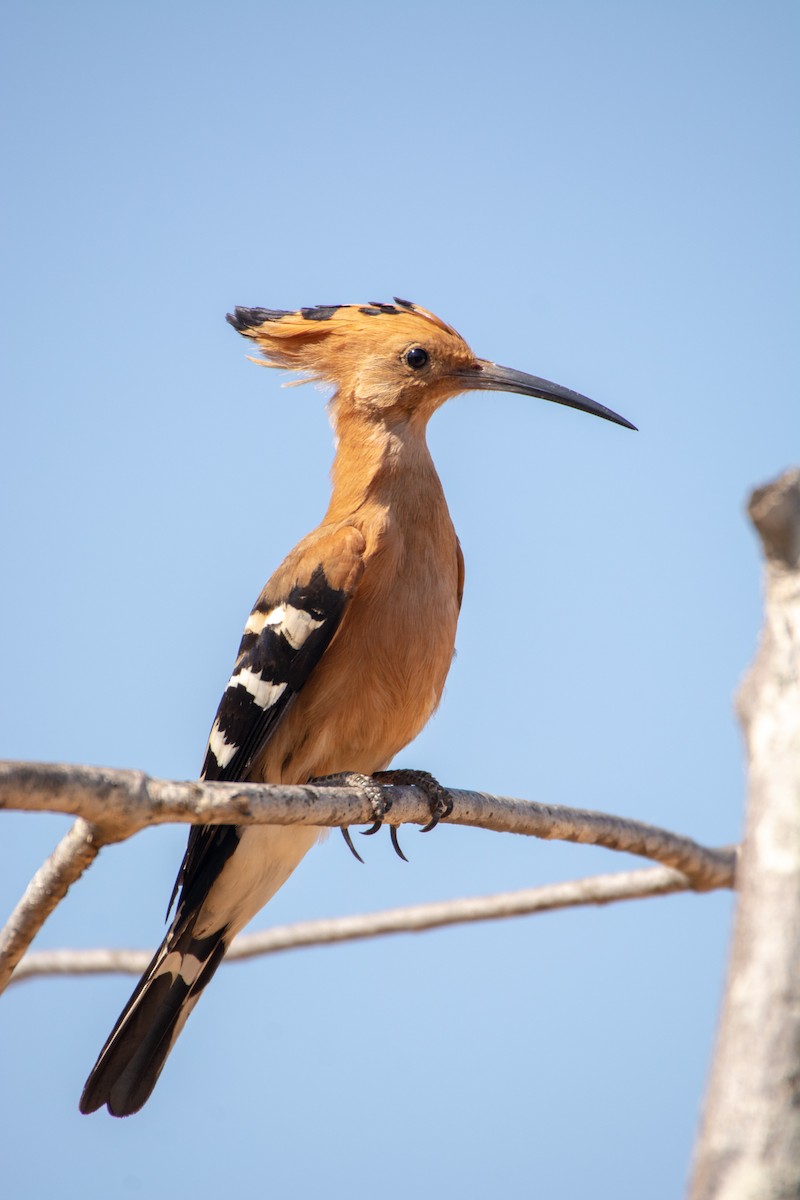 Madagascar Hoopoe - Jean-Sébastien Guénette