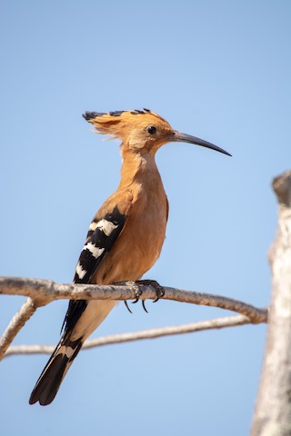 liguster boden Liguster Atrovirens (50 - 80 cm) als kräftige wurzelware