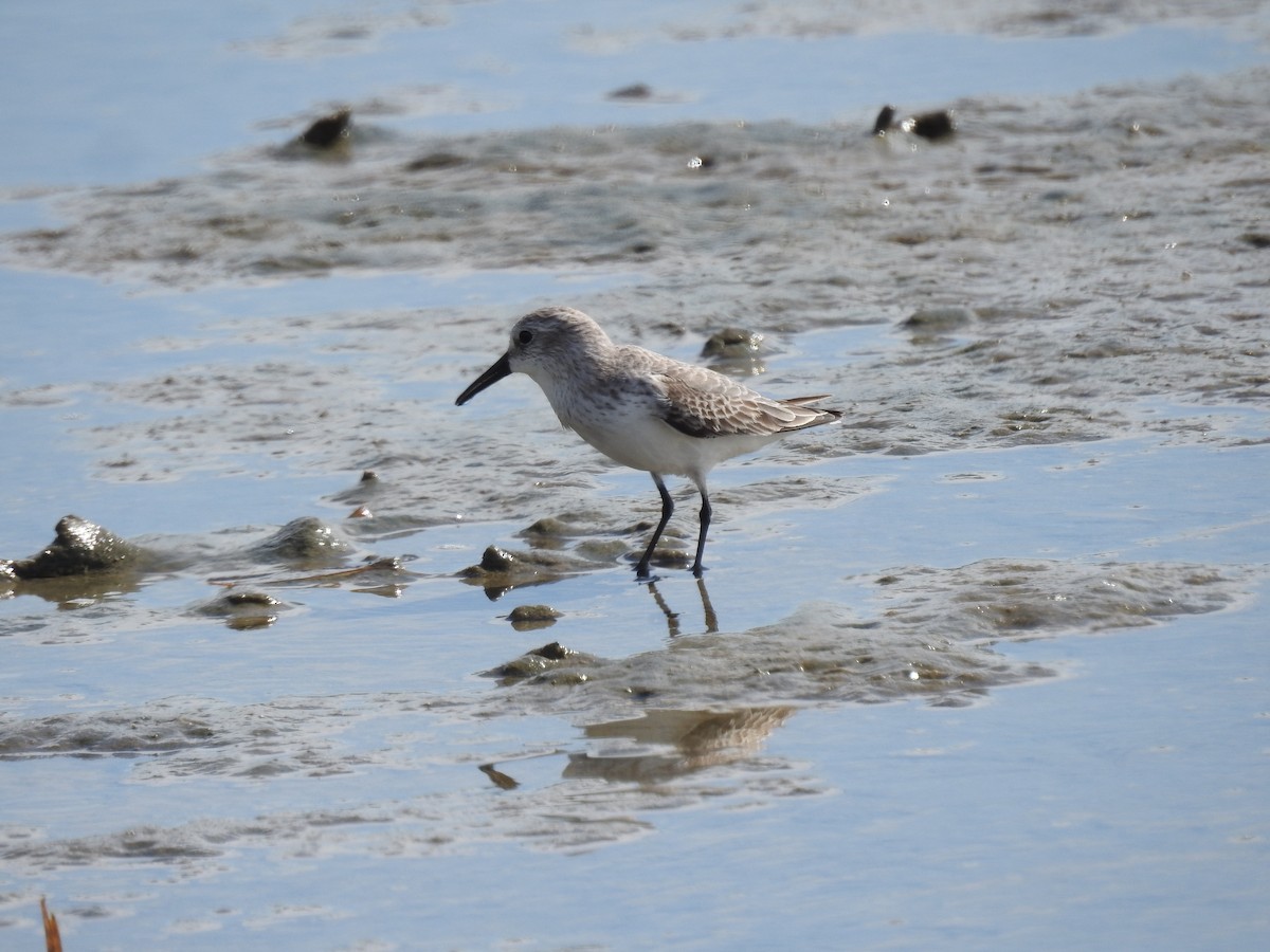 Western Sandpiper - Daniel Horton