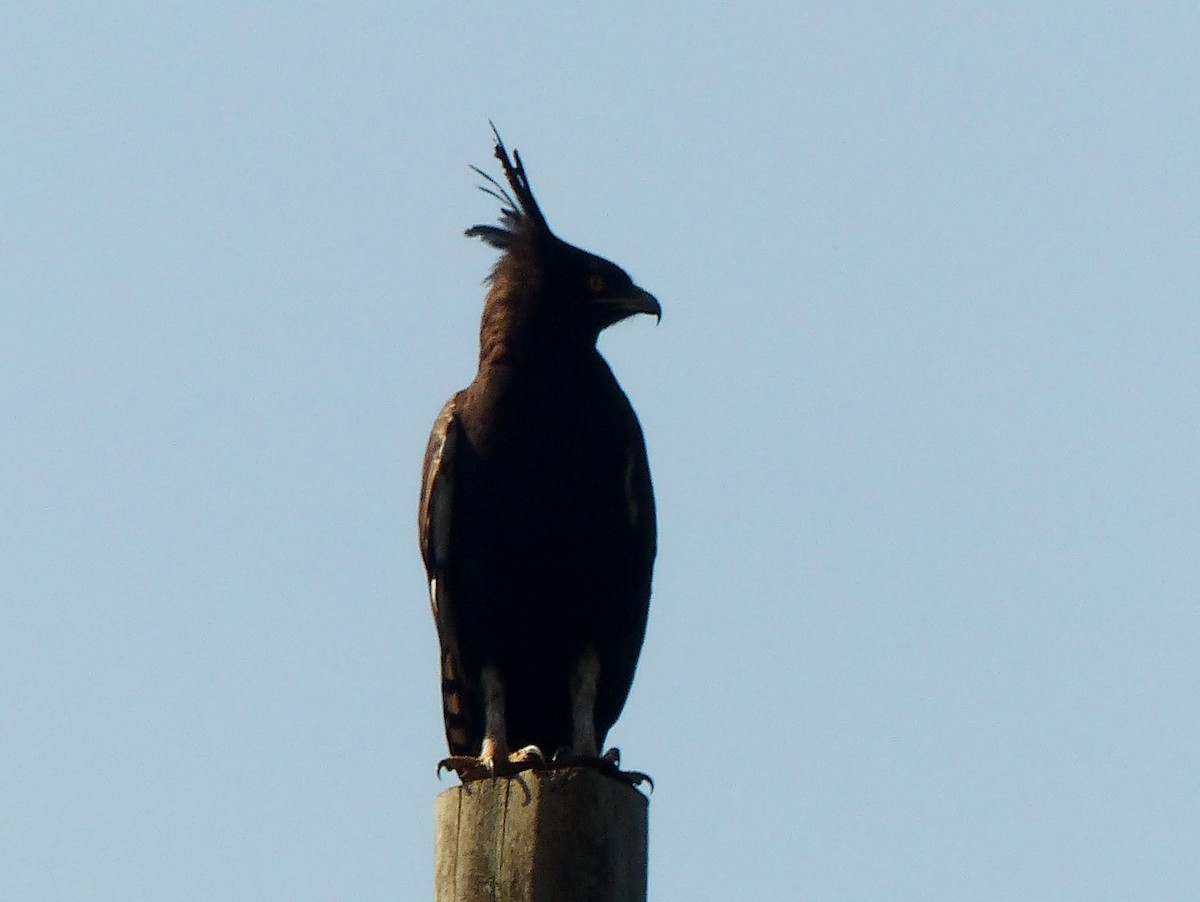 Águila Crestilarga - ML120873671