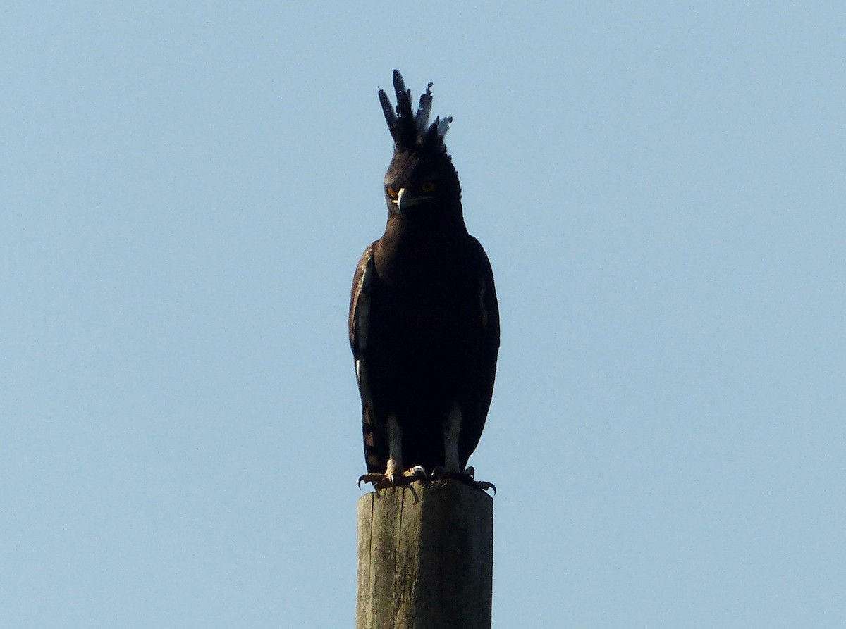 Long-crested Eagle - ML120873681