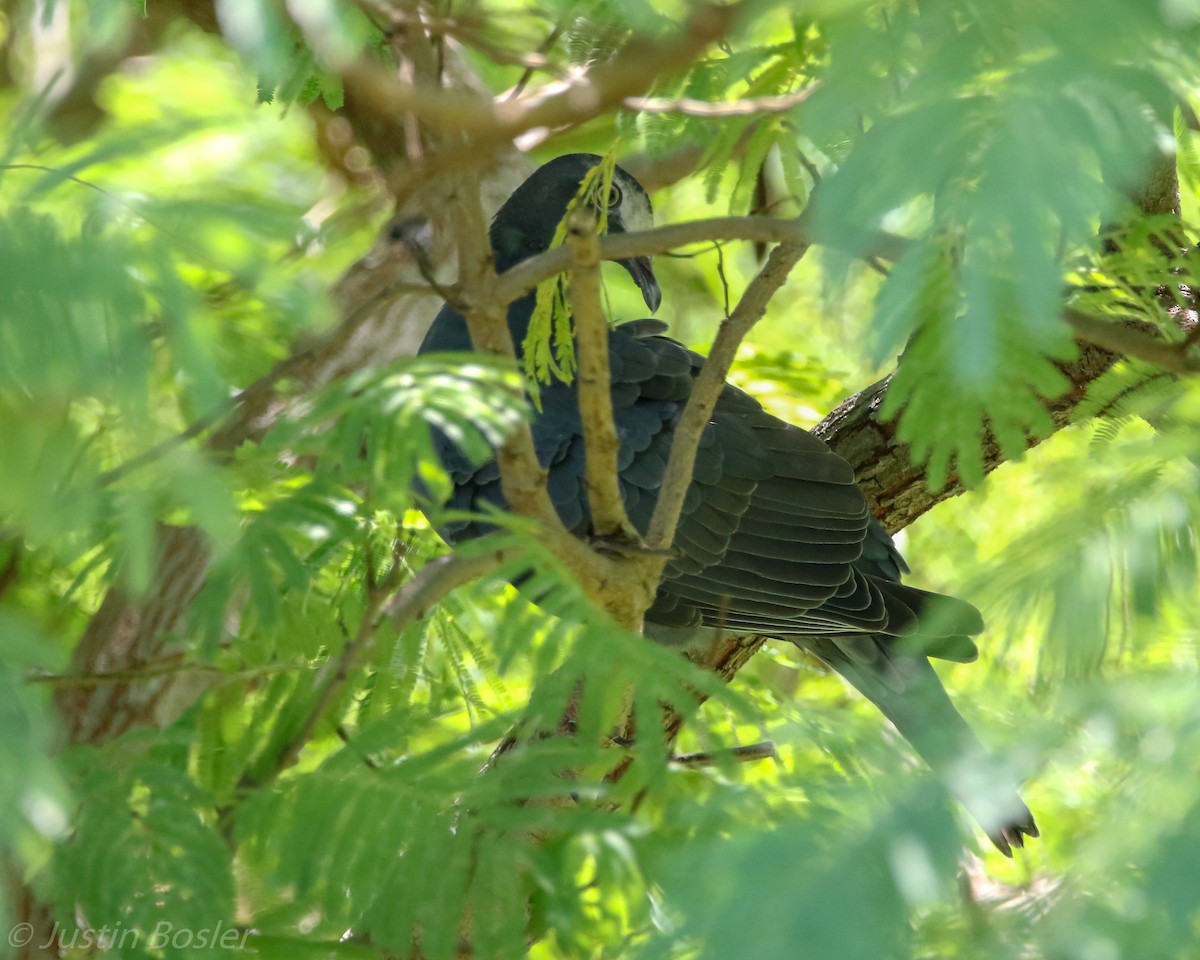 White-crowned Pigeon - ML120874011