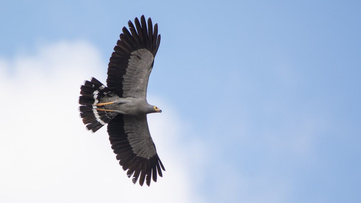 Madagascar Harrier-Hawk - Jean-Sébastien Guénette