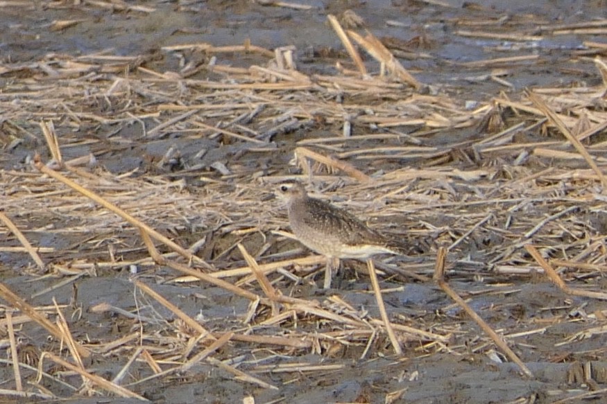 American Golden-Plover - ML120876121