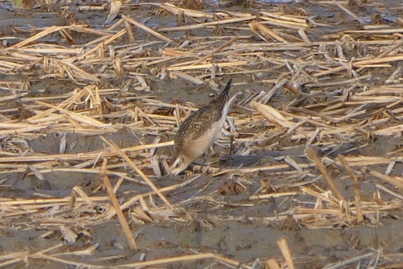 American Golden-Plover - Derek Lecy