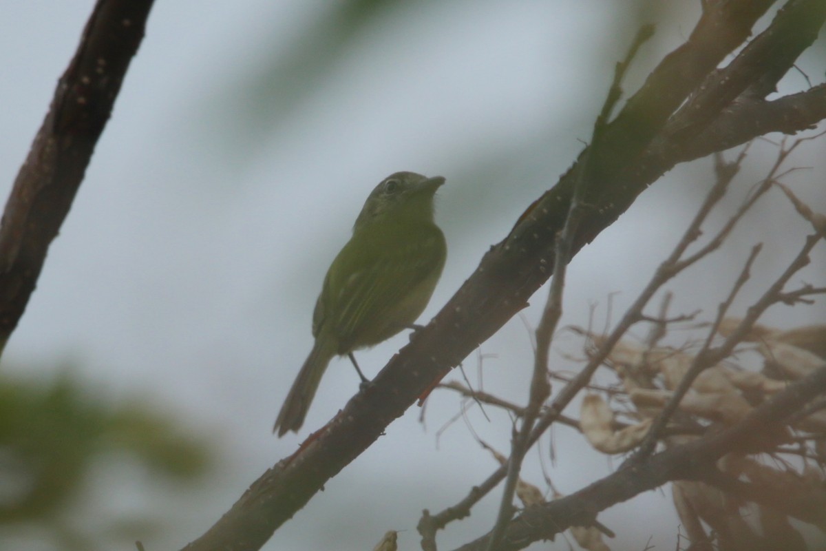 Yellow-olive Flatbill - ML120877581