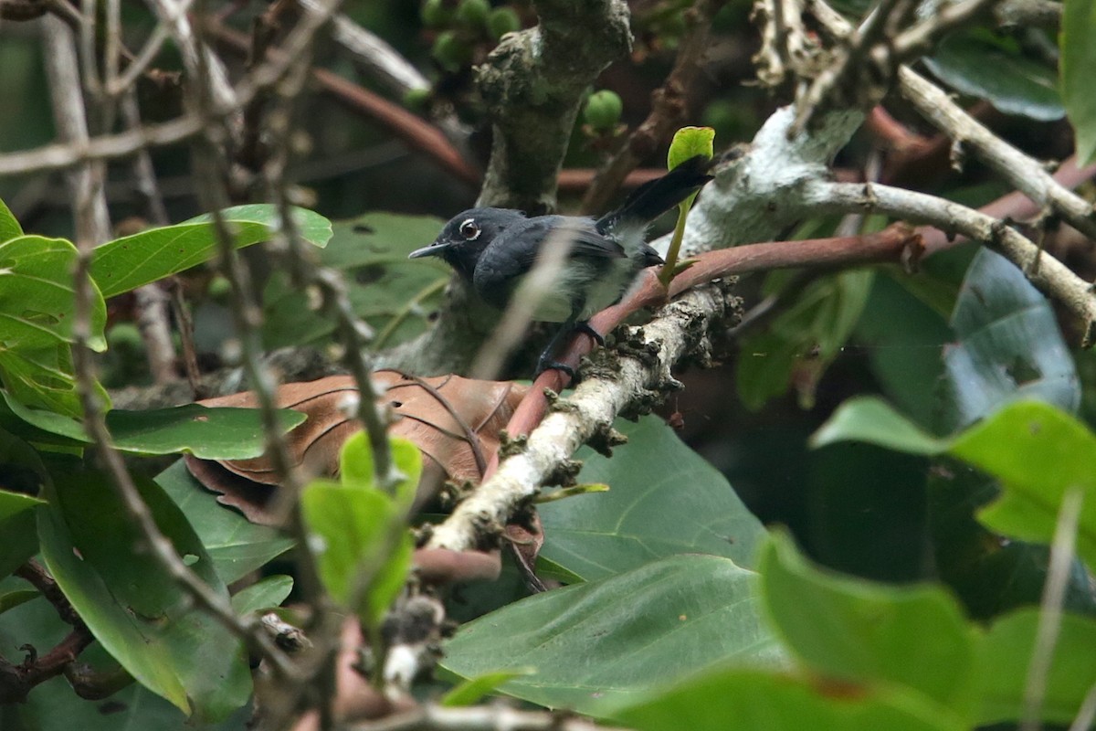 Slate-throated Gnatcatcher - Aaron Maizlish