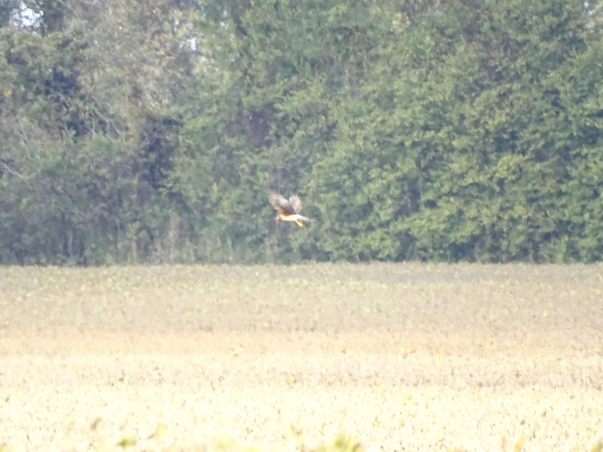 Northern Harrier - ML120879591