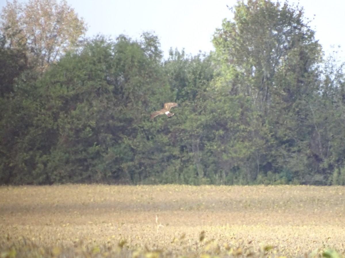 Northern Harrier - Wallace Rickman II