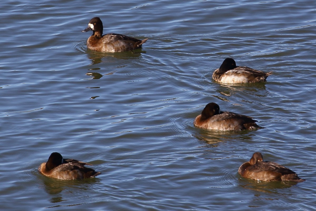 Lesser Scaup - Kent Leland