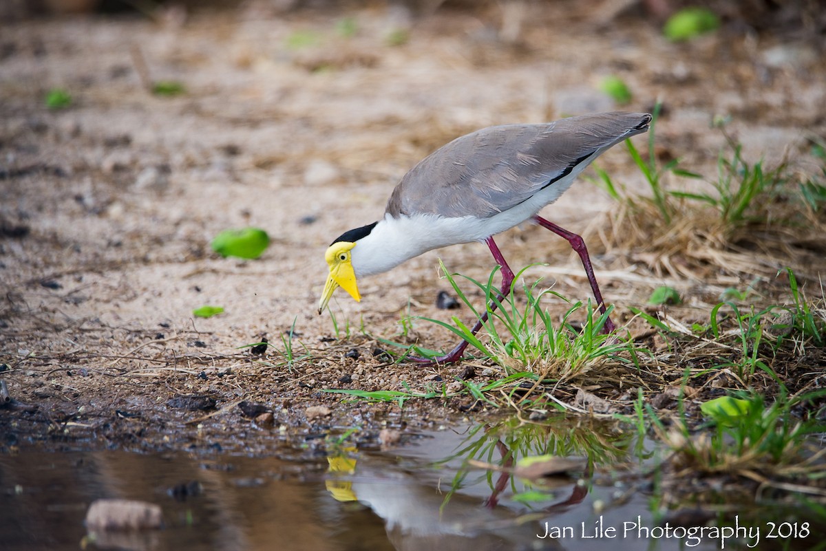 Masked Lapwing - ML120882431