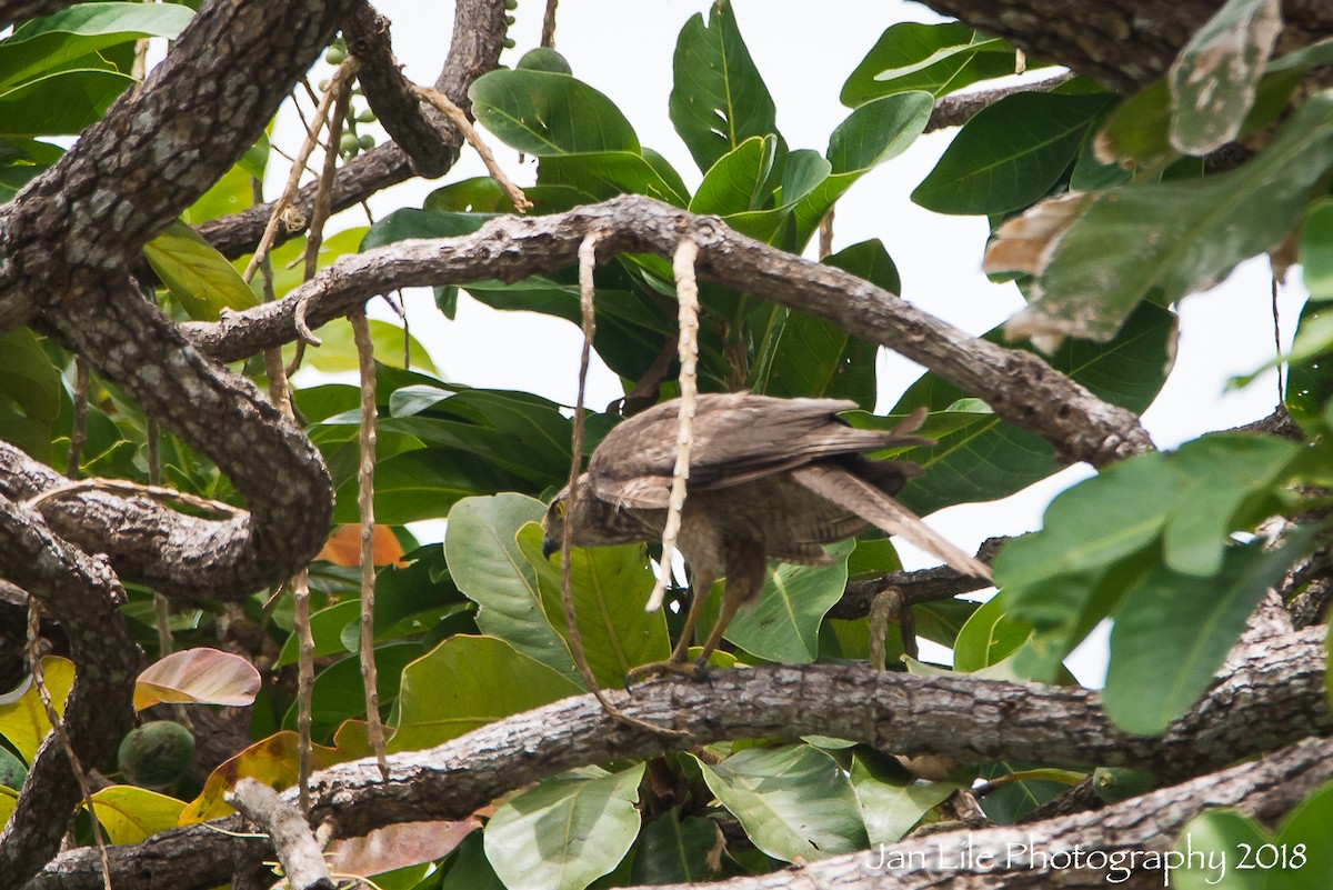 Brown Goshawk - ML120882441