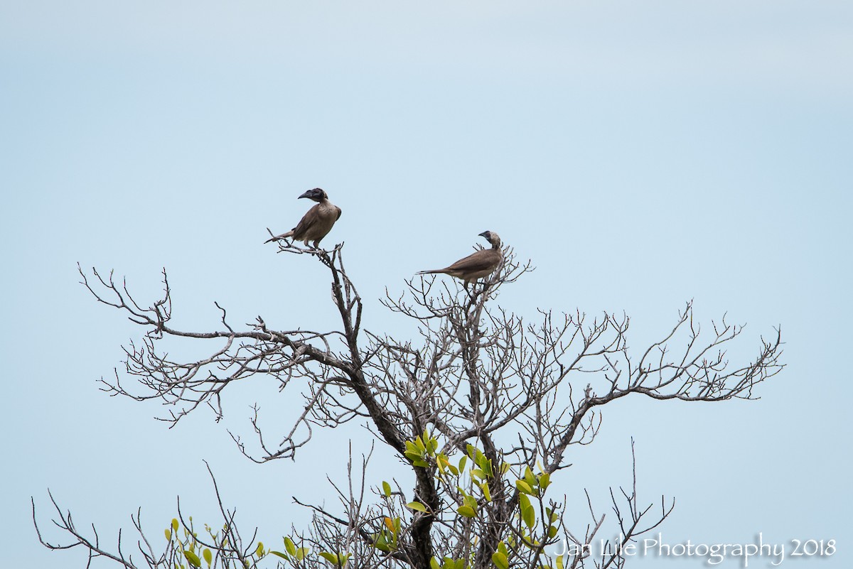 Helmeted Friarbird (Hornbill) - ML120882481