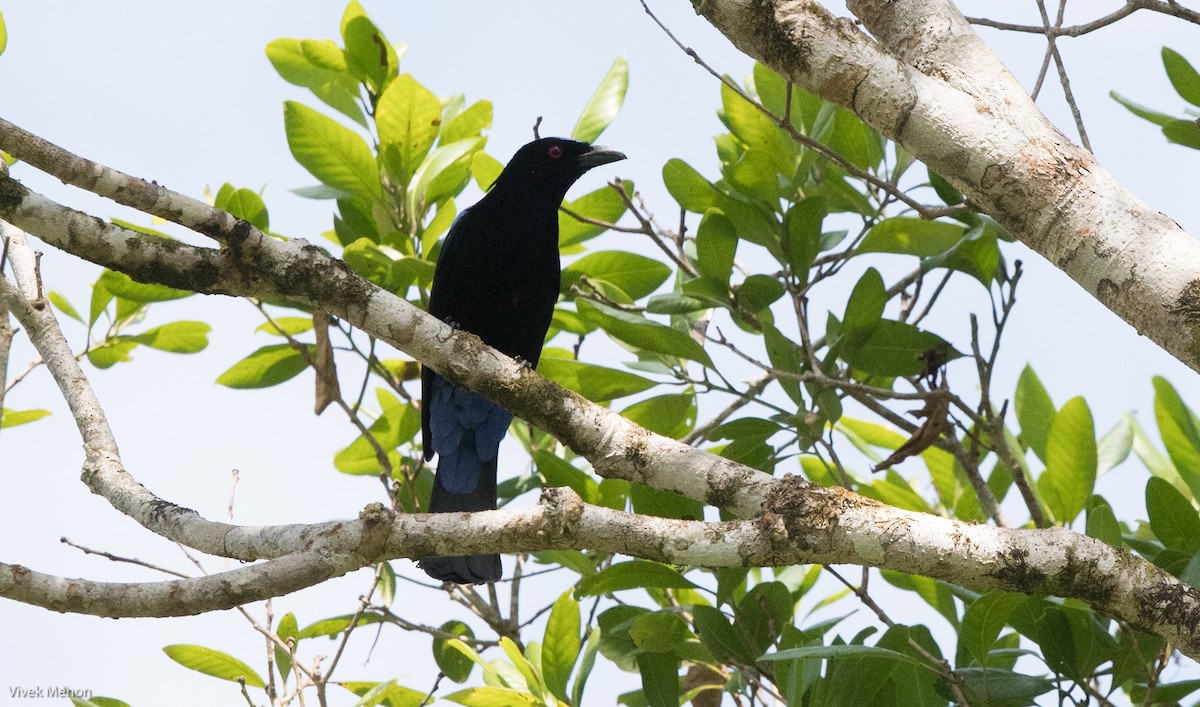 Asian Fairy-bluebird - ML120883001