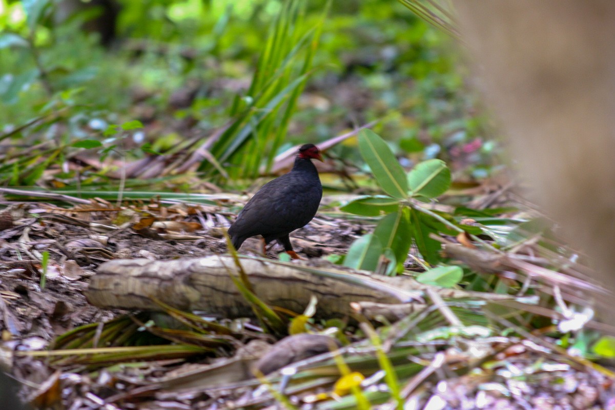 Vanuatu Megapode - ML120883671