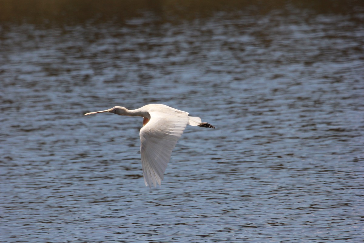 Yellow-billed Spoonbill - ML120884921