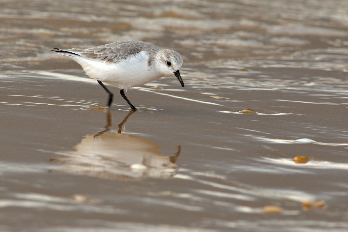 Sanderling - Colin Lamond