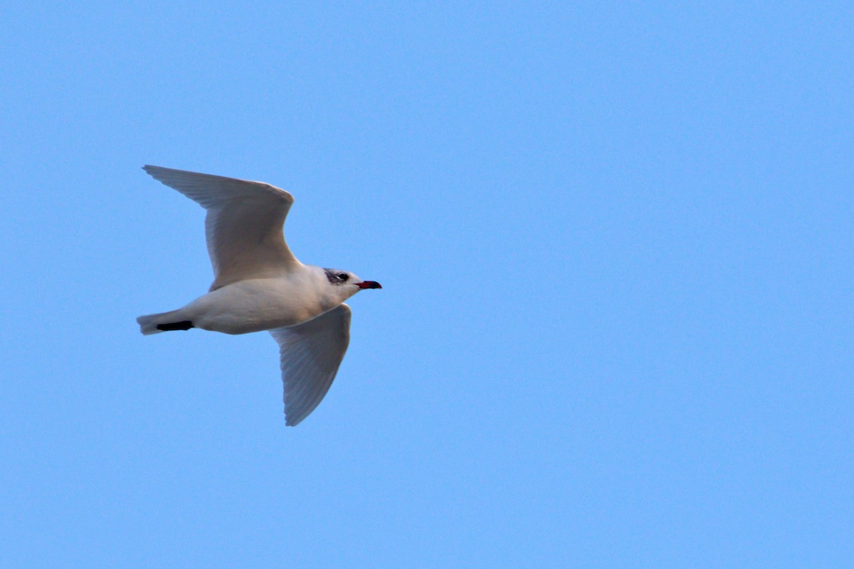 Gaviota Cabecinegra - ML120886771