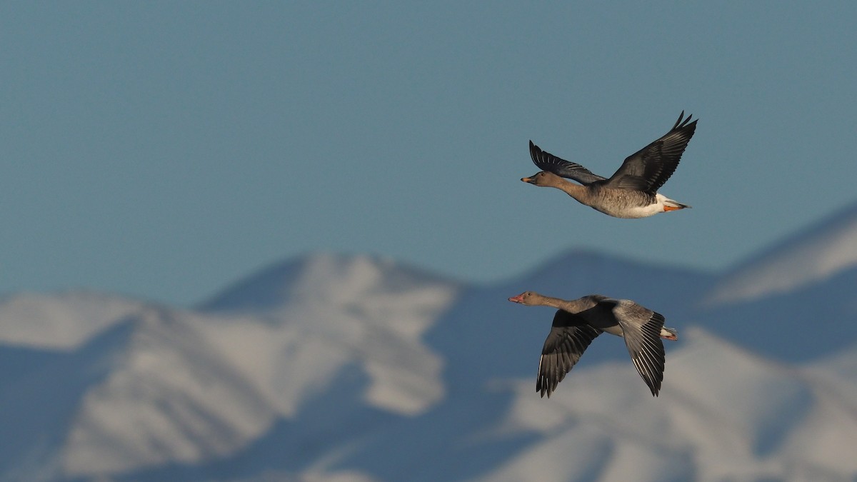 Taiga Bean-Goose - Silas Olofson