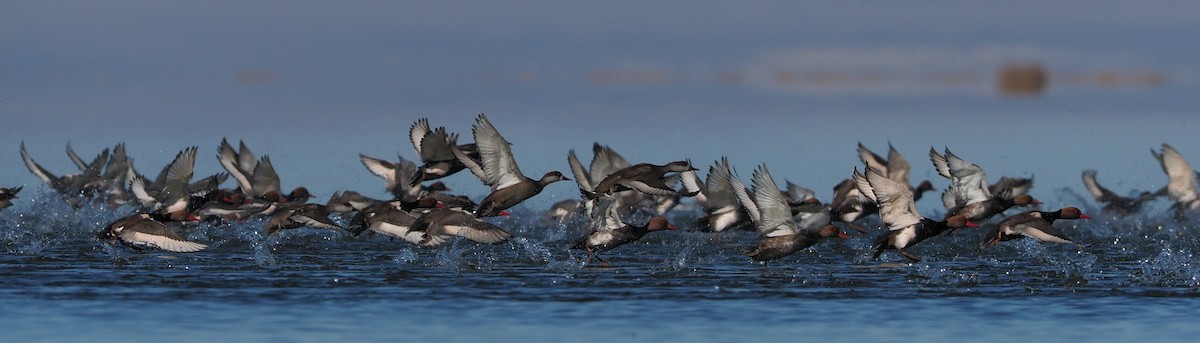 Red-crested Pochard - ML120887941