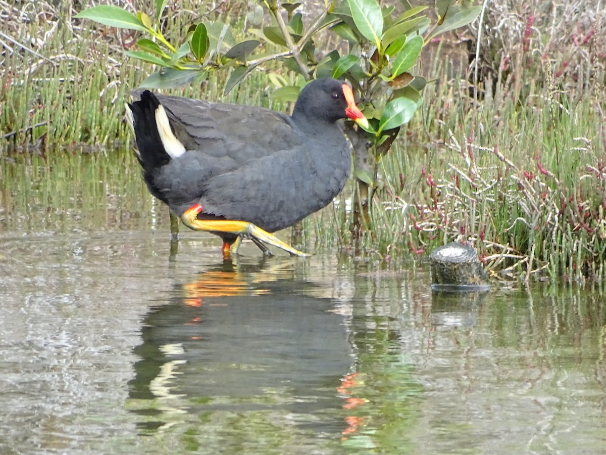 Dusky Moorhen - ML120888711