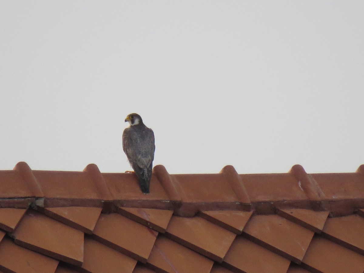 Peregrine Falcon - ML120889671