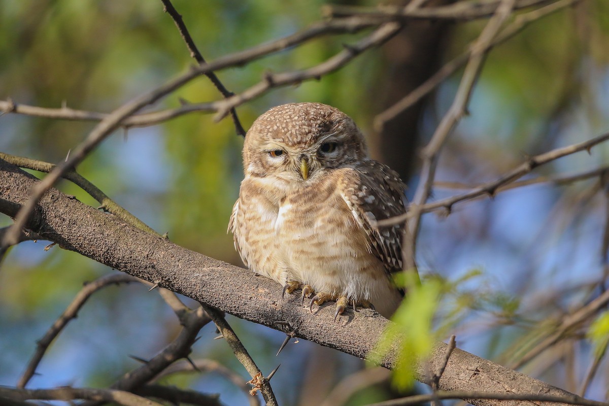 Spotted Owlet - ML120889901