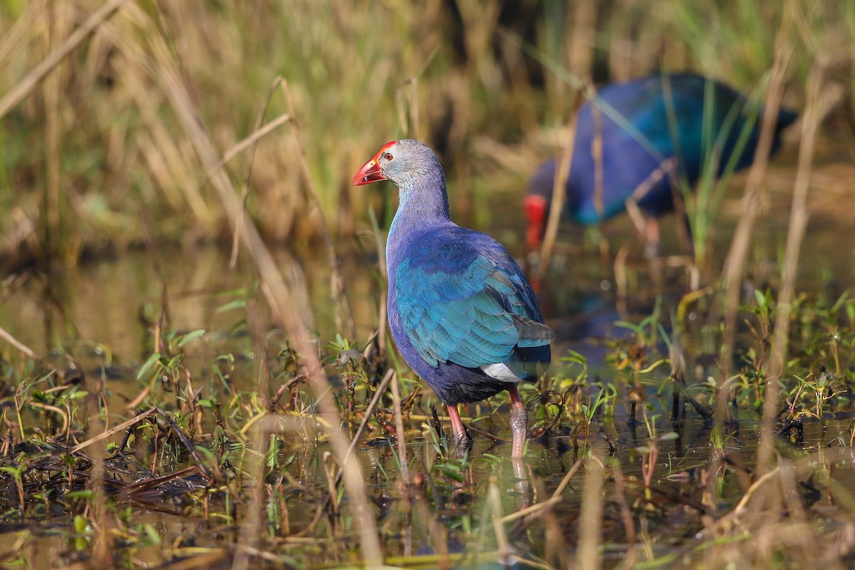 Gray-headed Swamphen - ML120889921