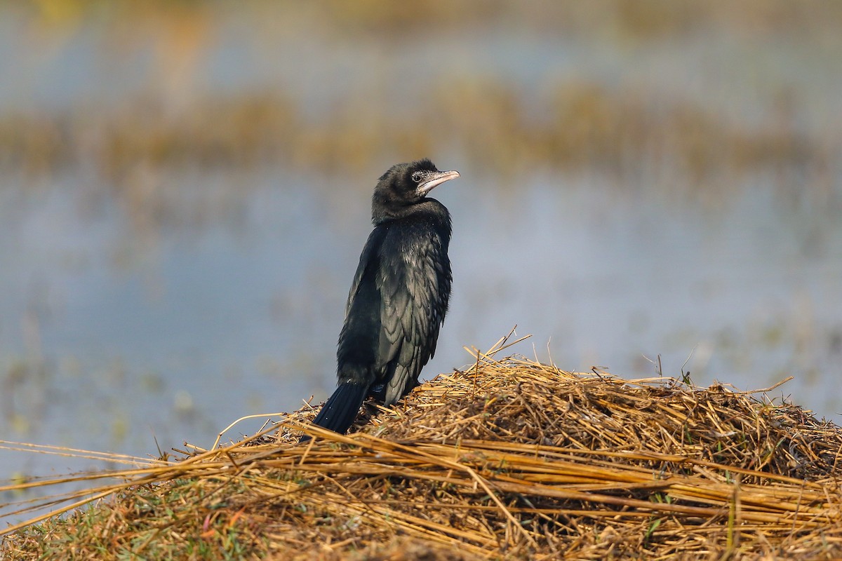 Little Cormorant - ML120889951