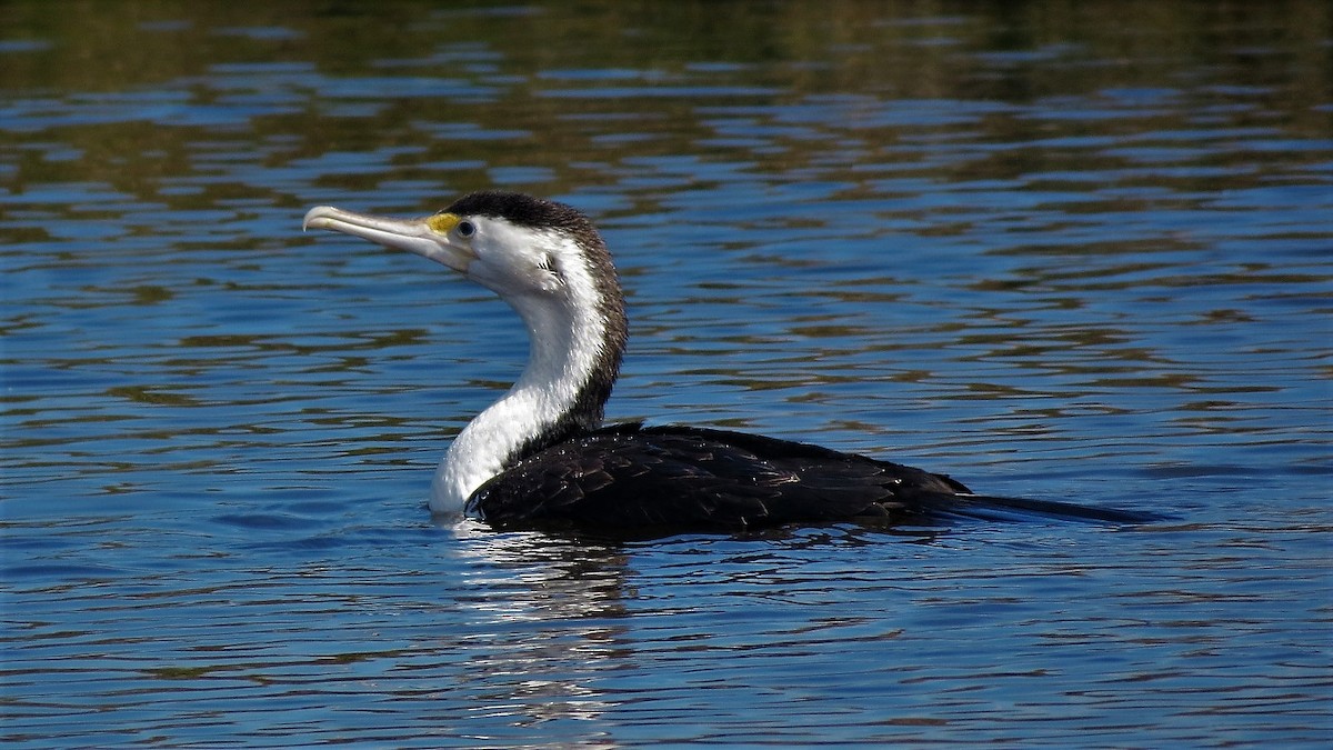 Pied Cormorant - Ash Allnutt