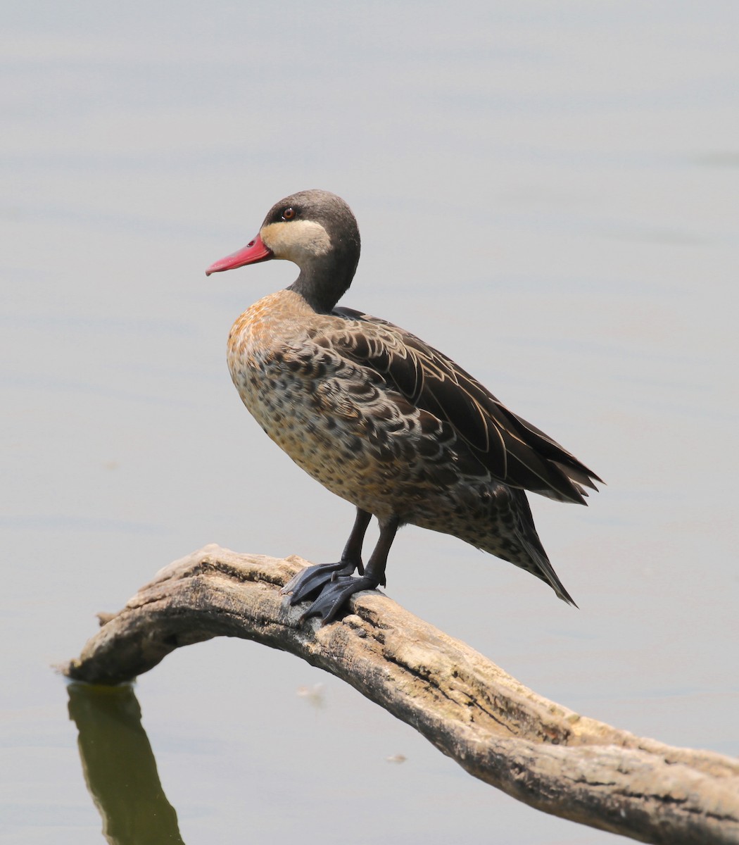 Red-billed Duck - ML120891611