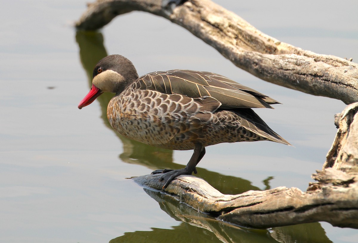 Red-billed Duck - ML120891621