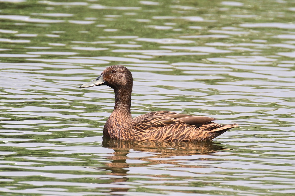 Meller's Duck - Philip Boyle