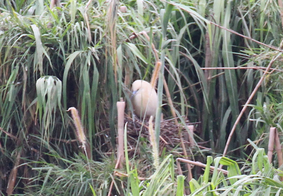 Malagasy Pond-Heron - ML120891691