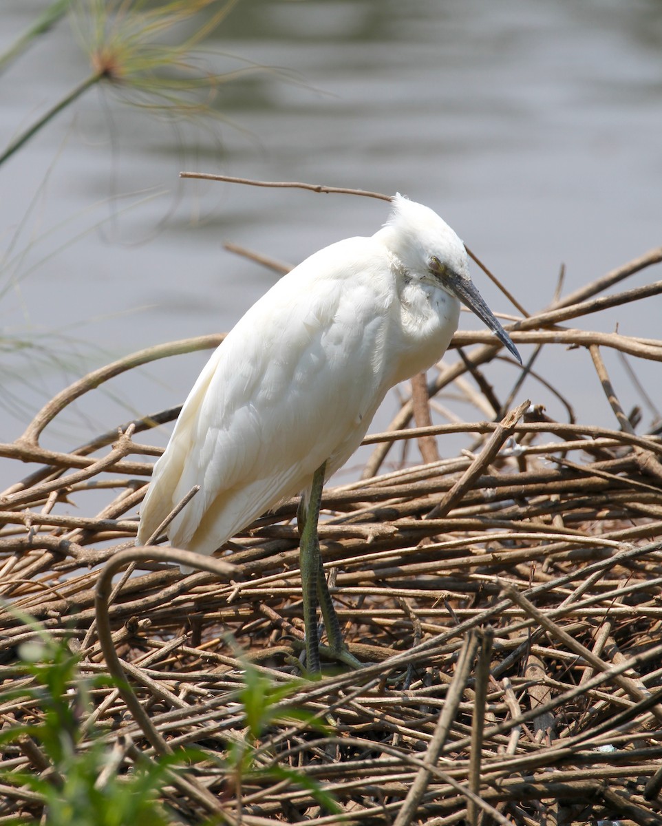 silkehegre (dimorpha) (madagaskarsilkehegre) - ML120891721