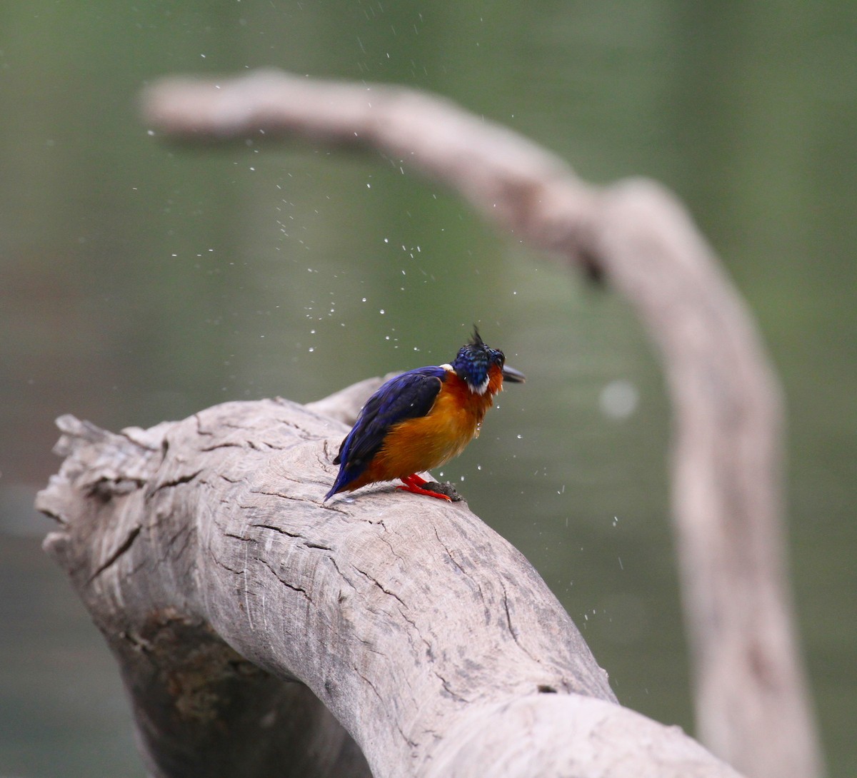 Malagasy Kingfisher - ML120891781