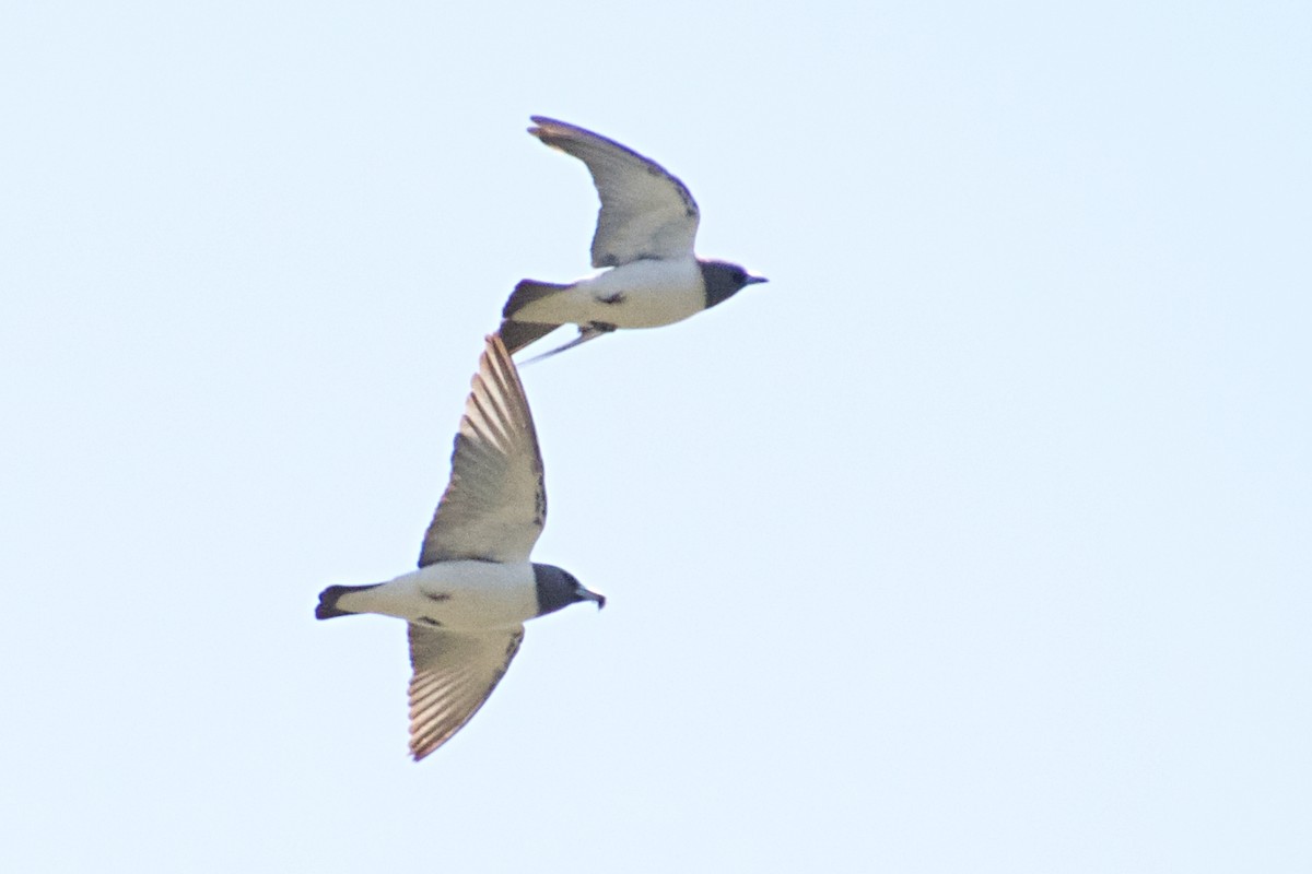 White-breasted Woodswallow - ML120893061