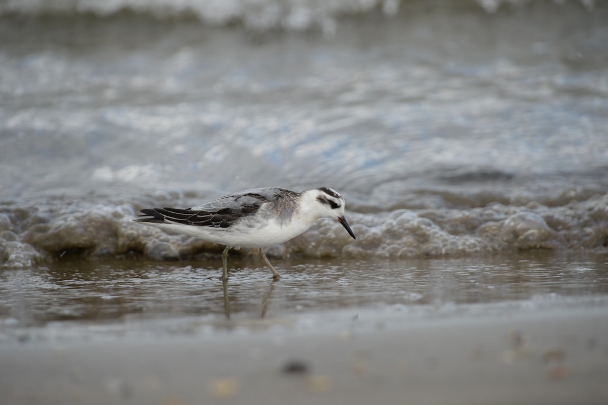 Red Phalarope - ML120894571