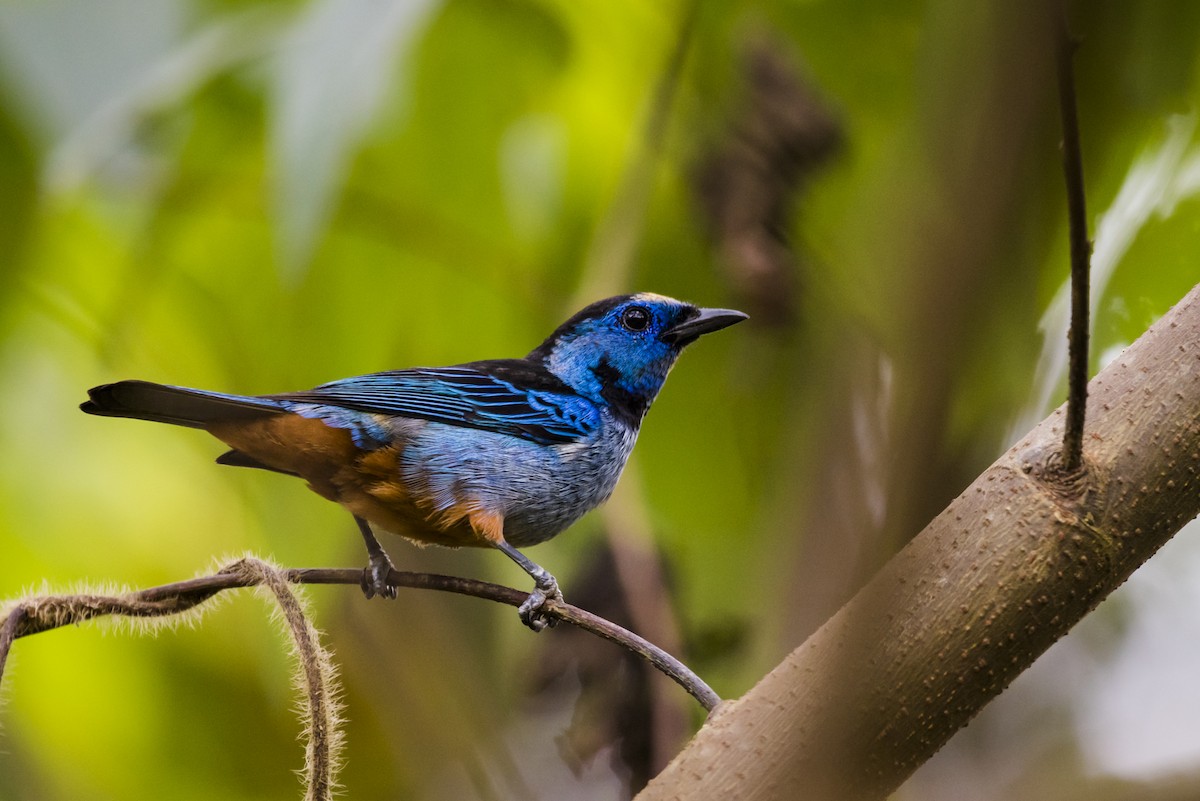 Opal-rumped Tanager - Claudia Brasileiro