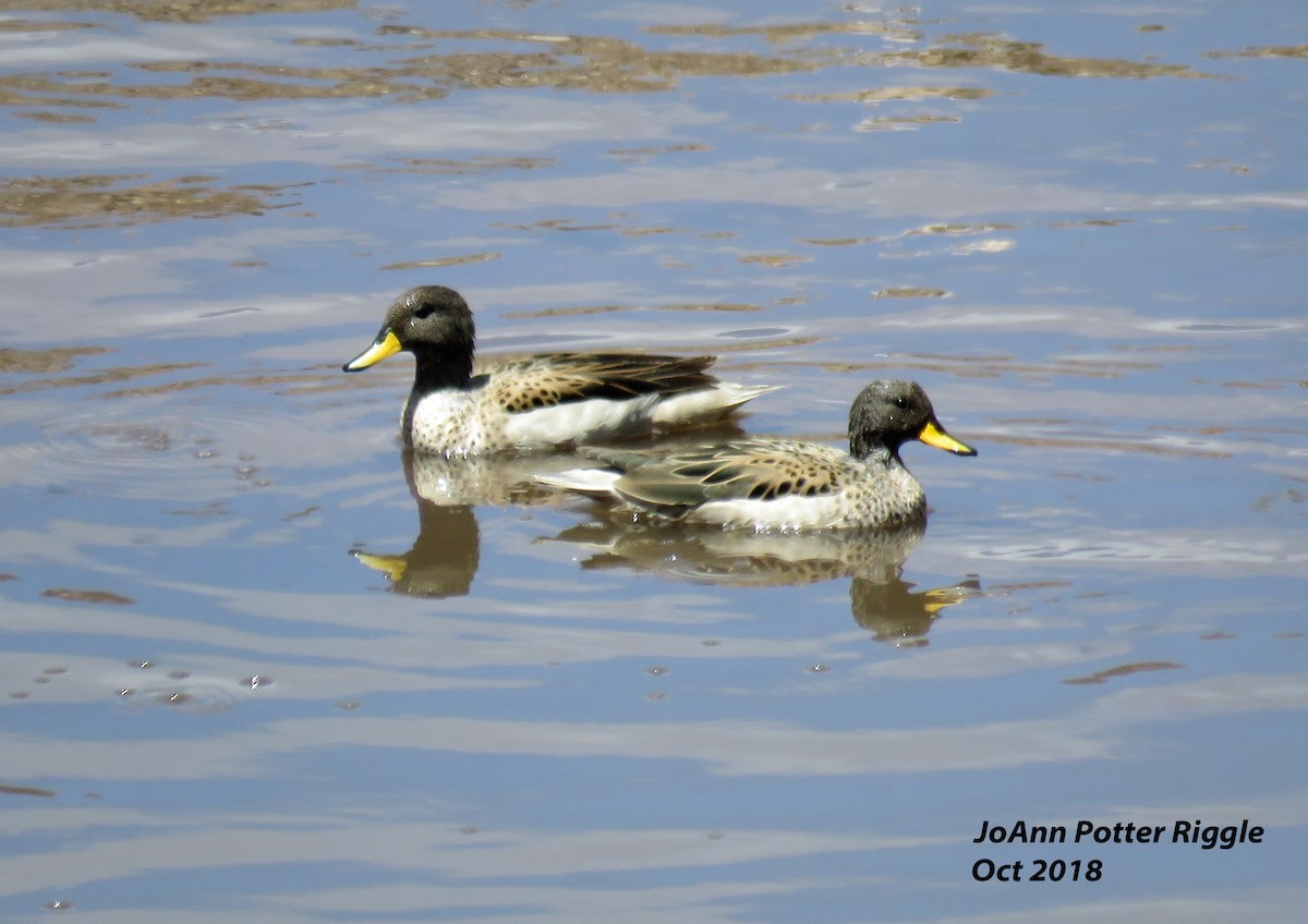 Yellow-billed Teal - ML120896221