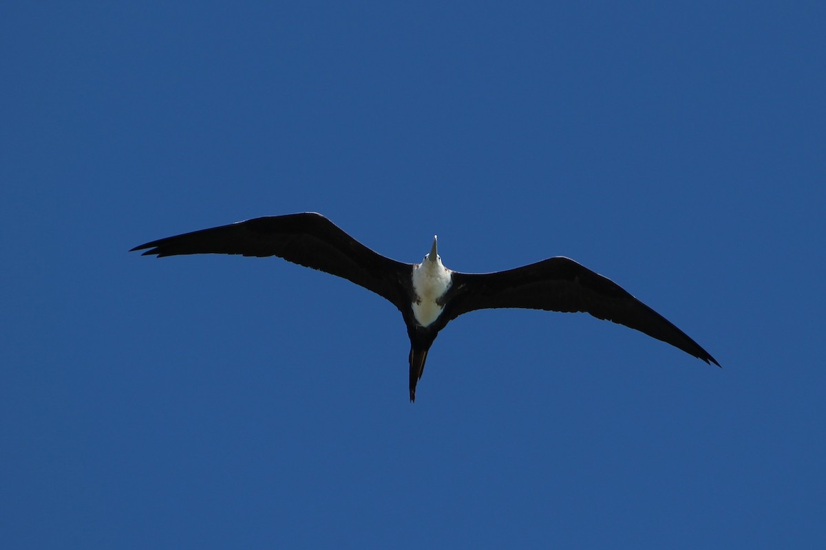 Magnificent Frigatebird - ML120896681