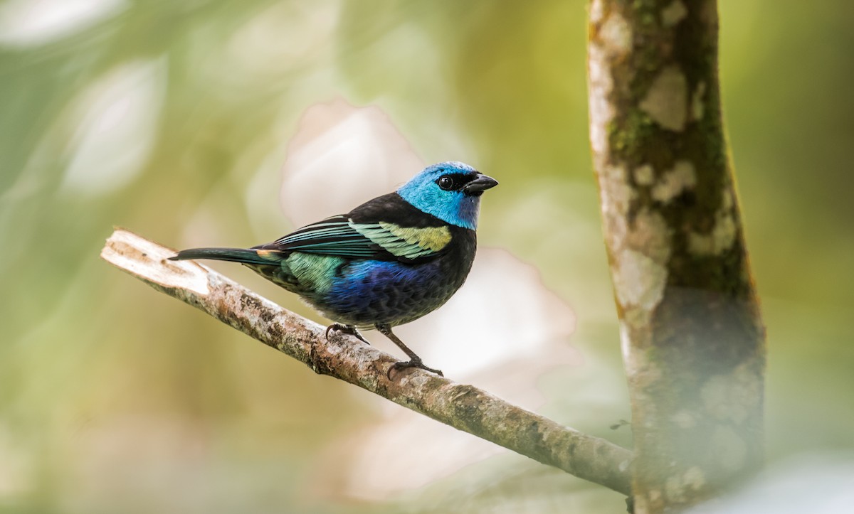 Blue-necked Tanager - ML120897581