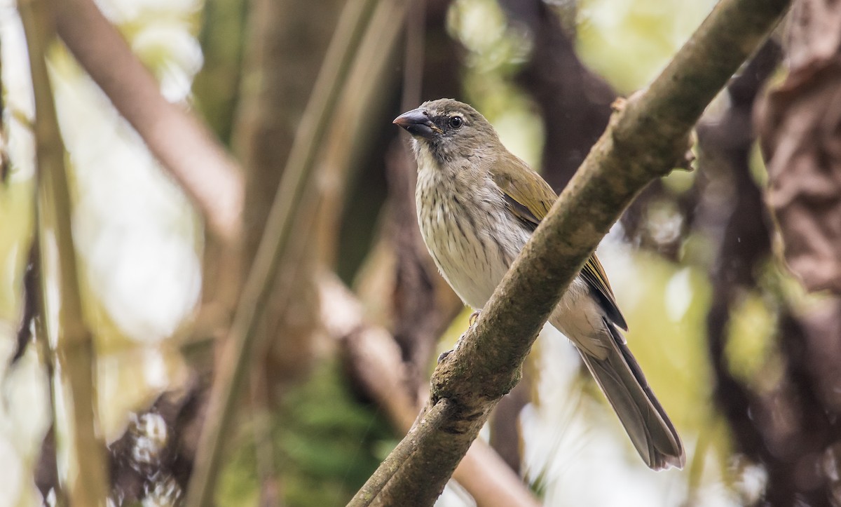 Streaked Saltator - ML120897701