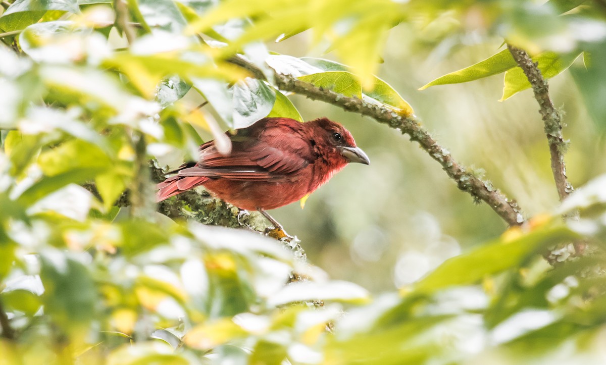 Hepatic Tanager - ML120897711