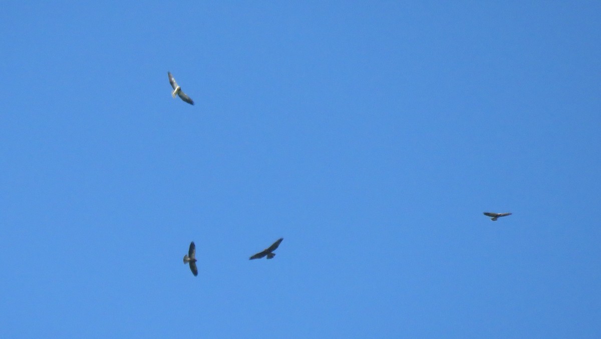 Swainson's Hawk - ML120898001