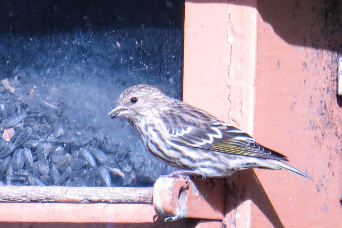 Pine Siskin - ML120900931