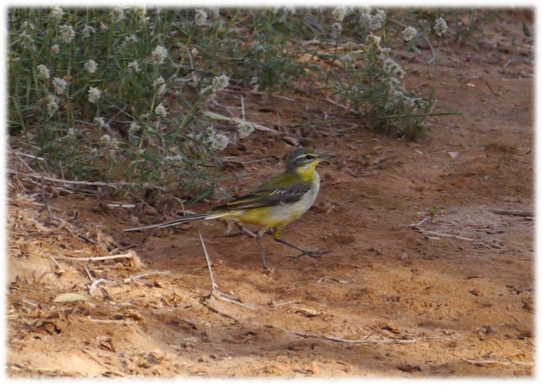 Western Yellow Wagtail - Mathieu MAHAMOUD ISSA